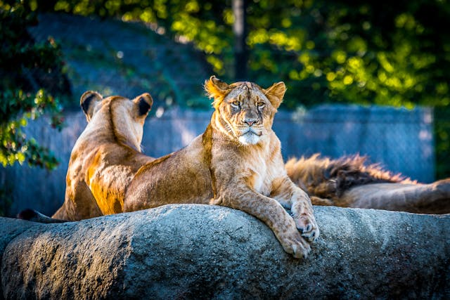 two%20lions%20resting%20on%20a%20rock%20in%20a%20zoo two%20lions%20resting%20on%20a%20rock%20in%20a%20zoo